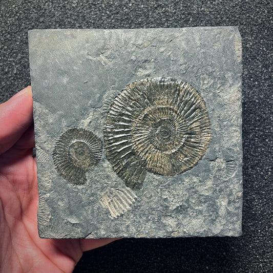 F1979 | Ammonite | Dactylioceras commune