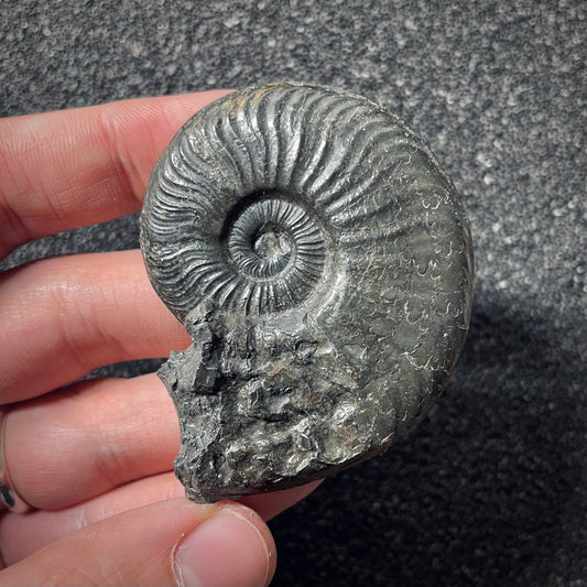 F2552 | Ammonite | Pleydellia sp.