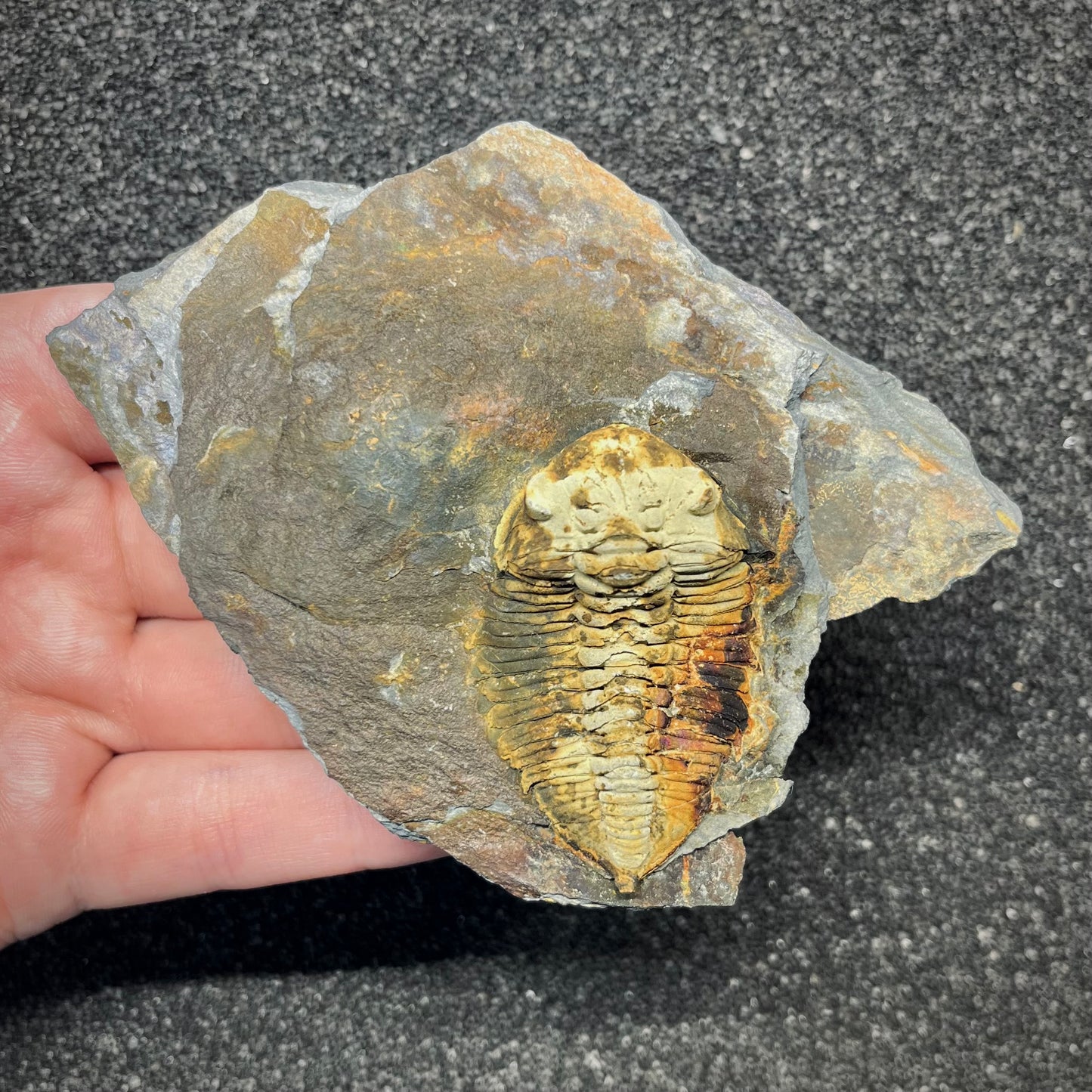 F2938 | Trilobite | Eodalmanitina macrophtalma