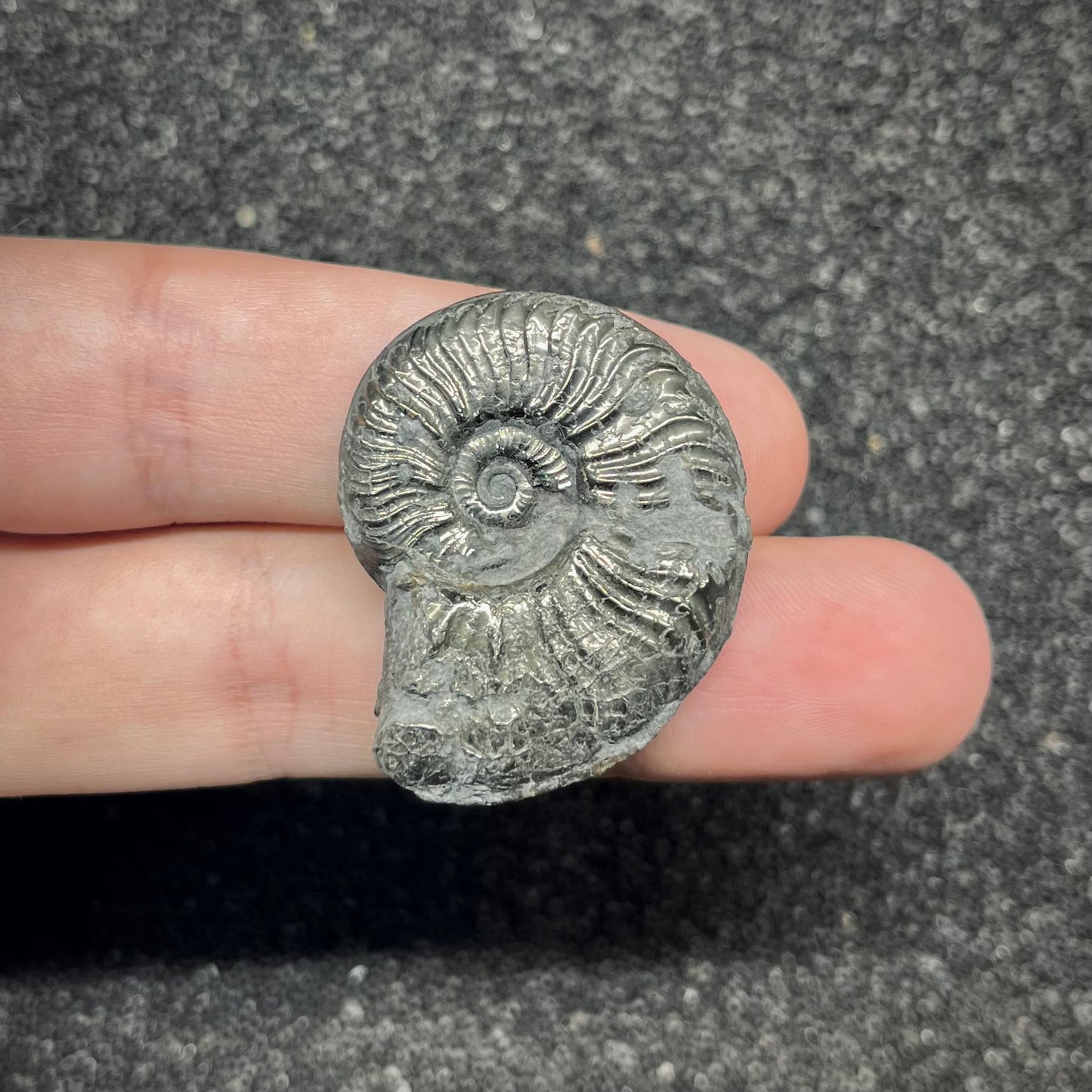 F2885 | Ammonite | Graphoceratidae indet.