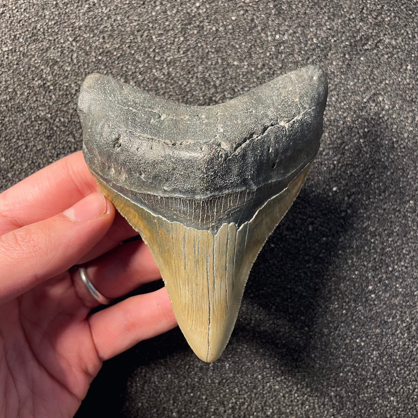 F2361 | Squalo | Otodus megalodon