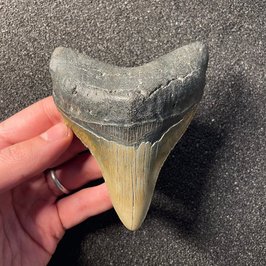 F2361 | Squalo | Otodus megalodon