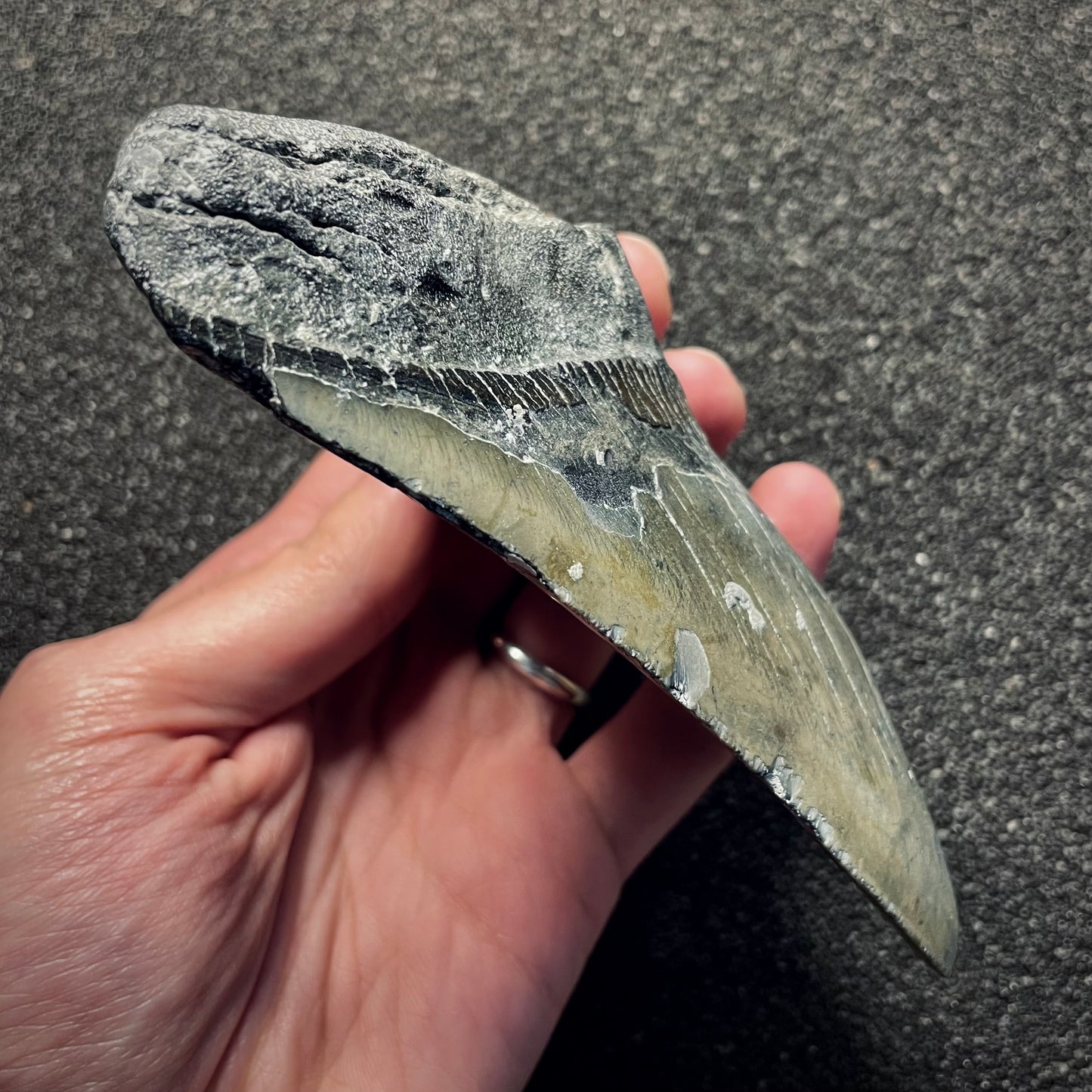 F2134 | Squalo | Otodus megalodon