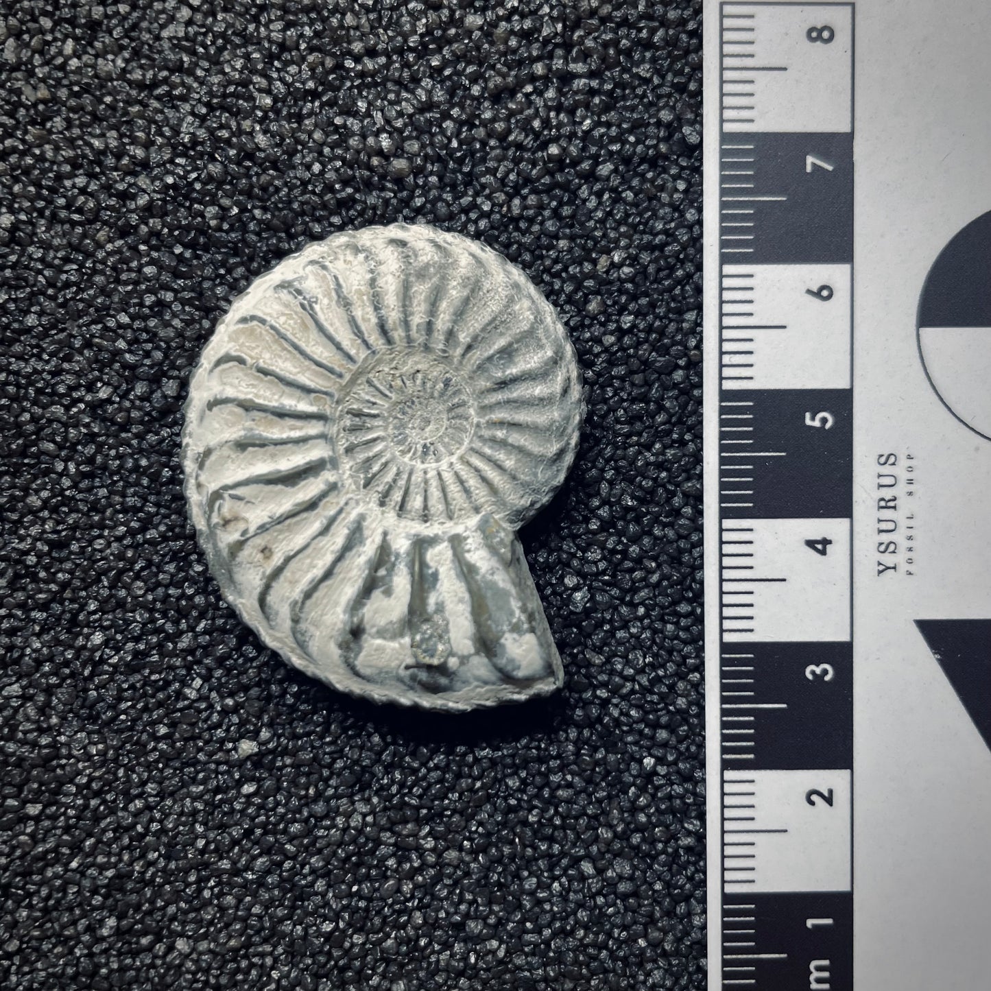 F1079 | Ammonite | Pleuroceras transiens