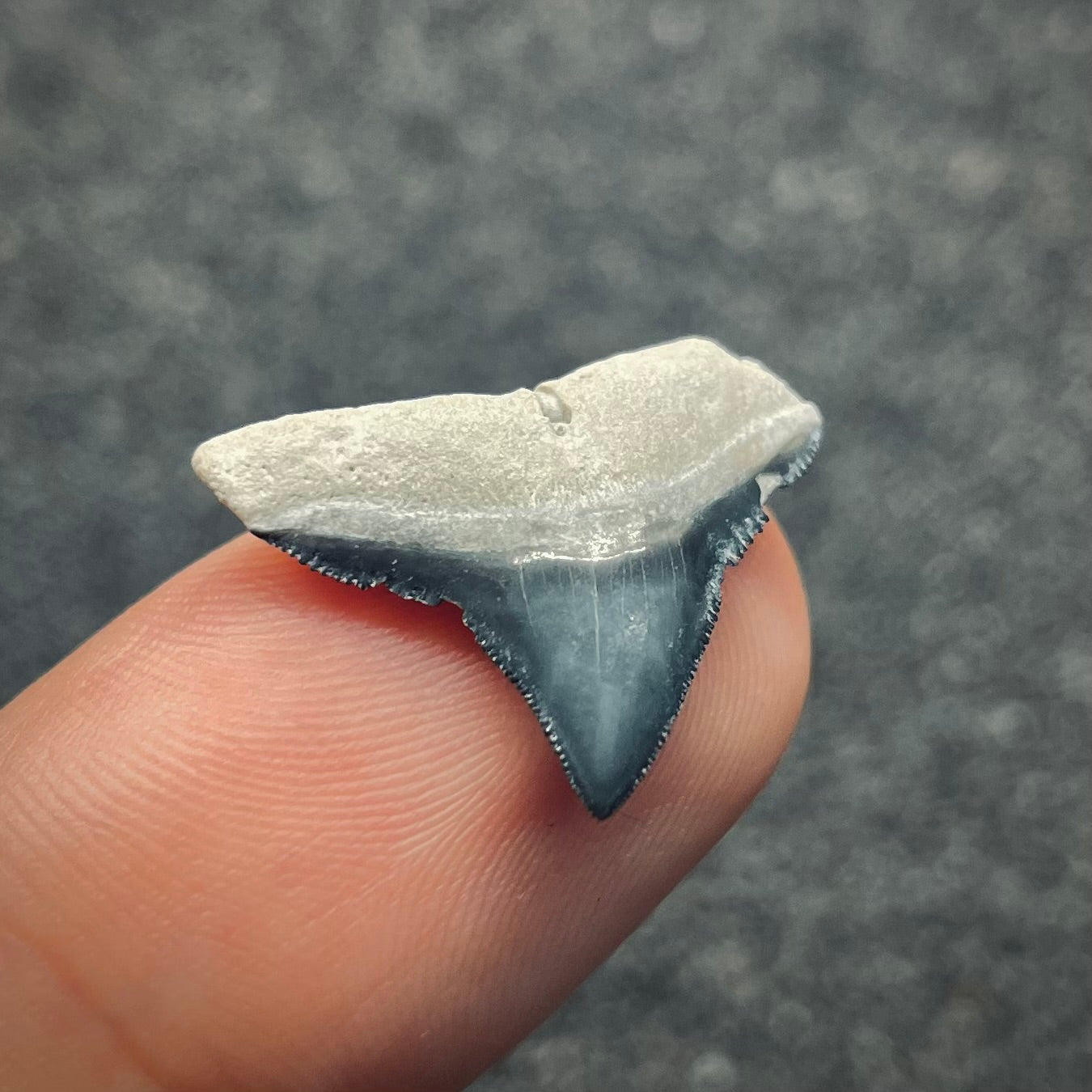 F2647 | Squalo | Carcharhinus sp.