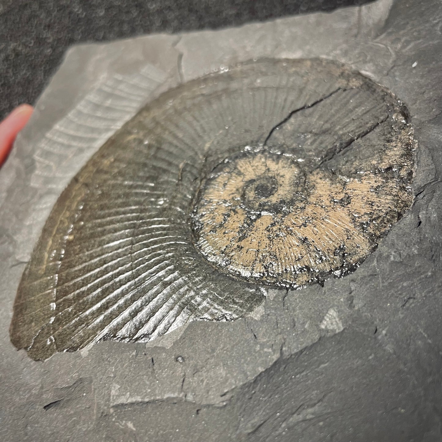F2167 | Ammonite | Lobolytoceras siemensi