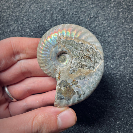 F1457 | Ammonite | Cleoniceras sp.