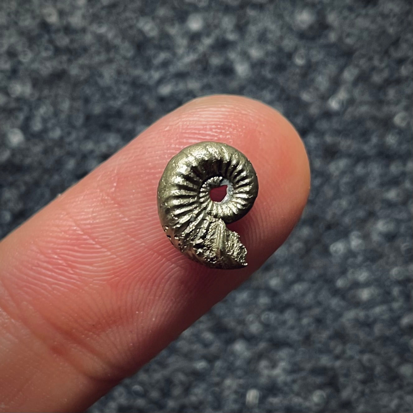 F1083 | Ammonite | Amaltheidae indet.