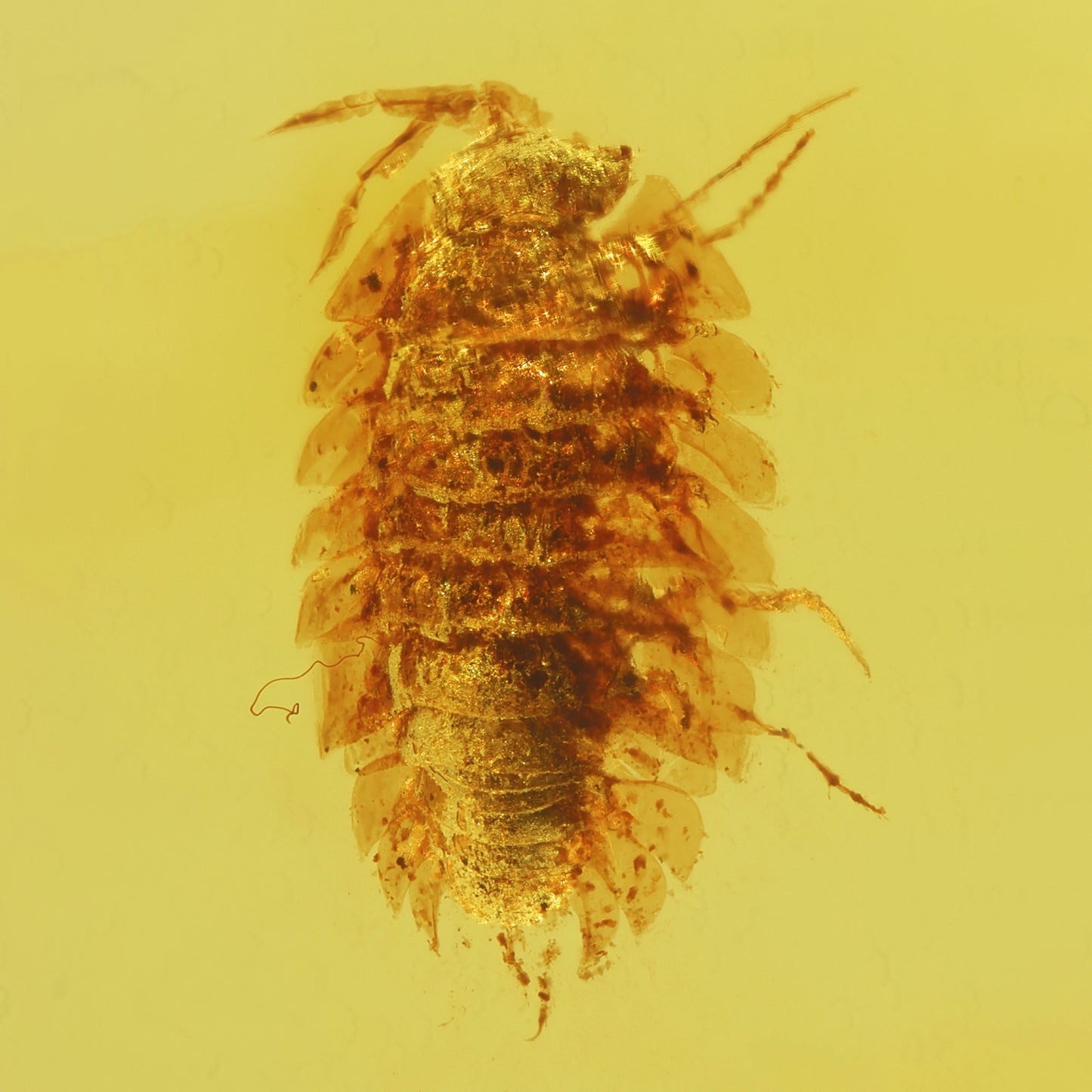 F2076 | Ambra con inclusione | Isopoda indet. & Coleoptera indet.