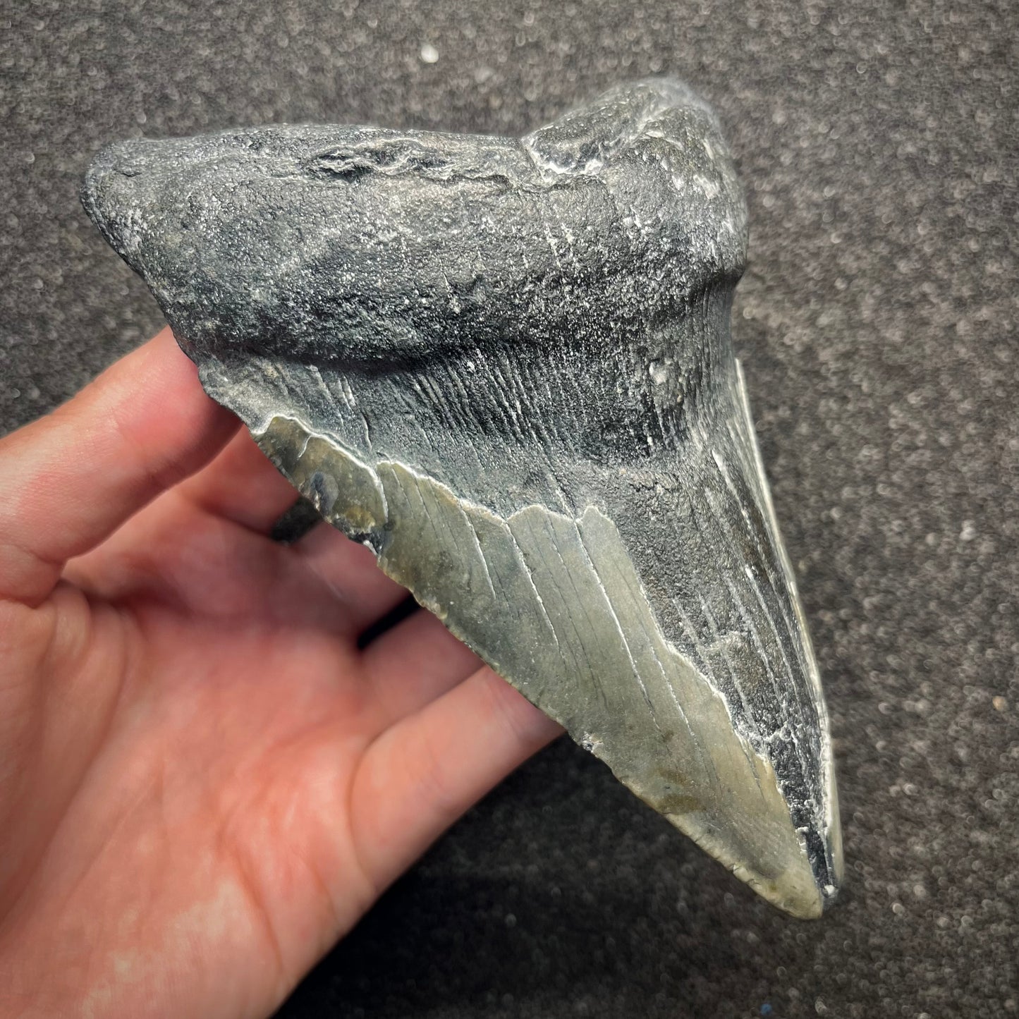F2927 | Squalo | Otodus megalodon