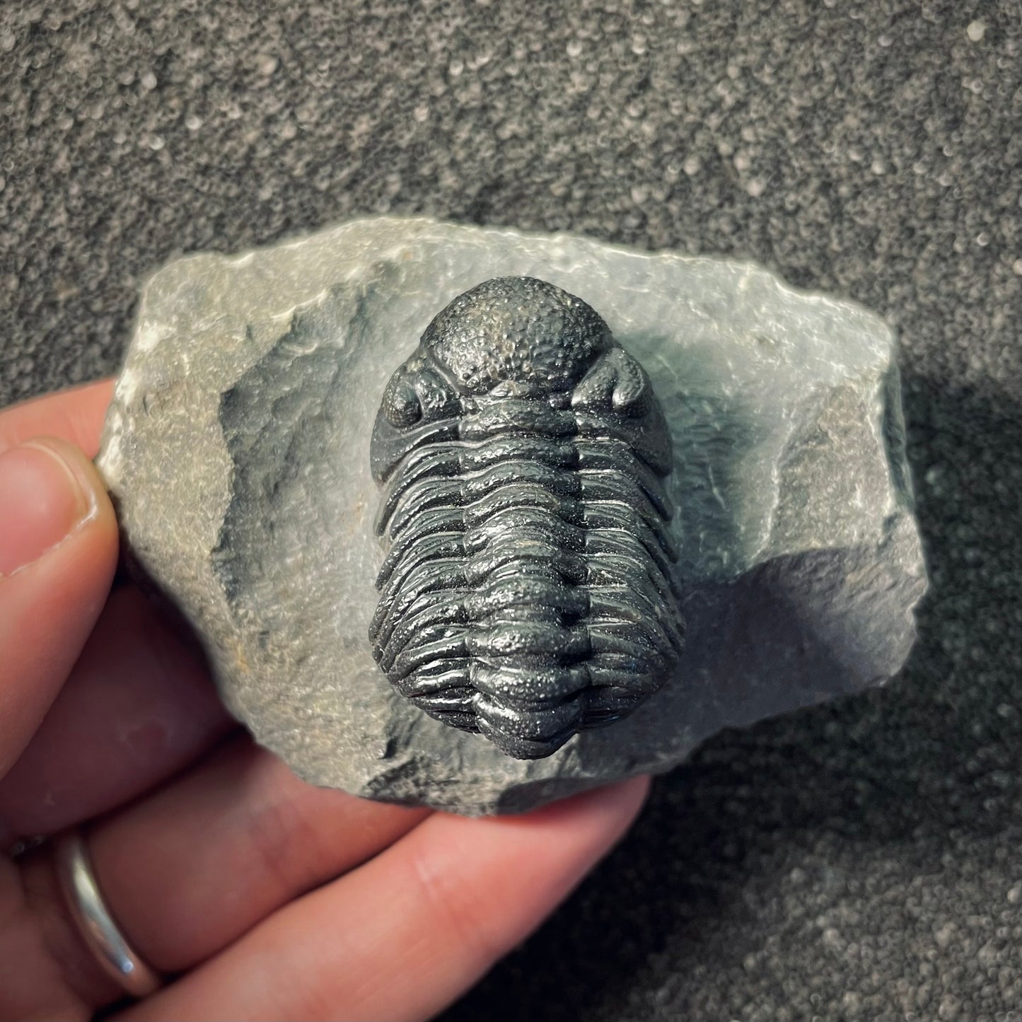F2610 | Trilobite | Phacopidae indet.