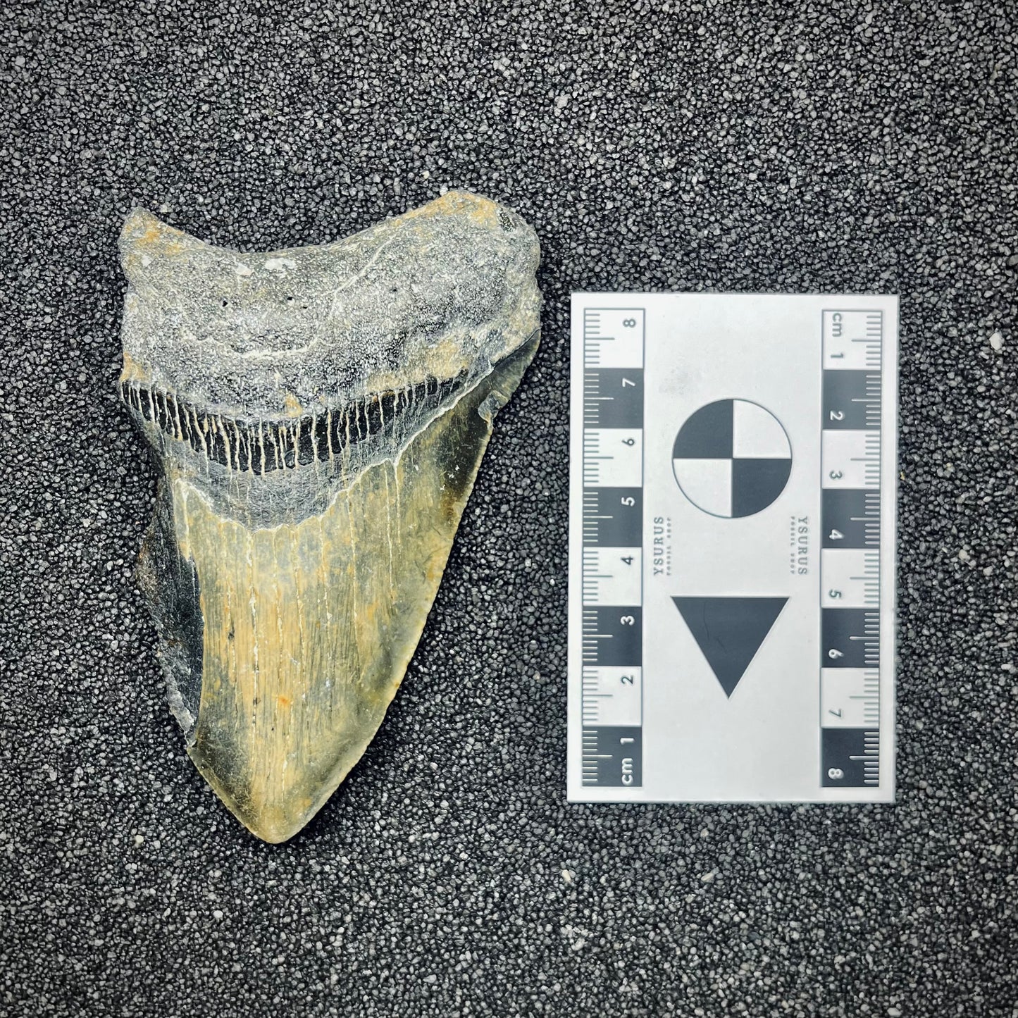 F2775 | Squalo | Otodus megalodon