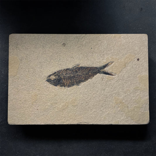F1963 | Pesce | Knightia eocaena