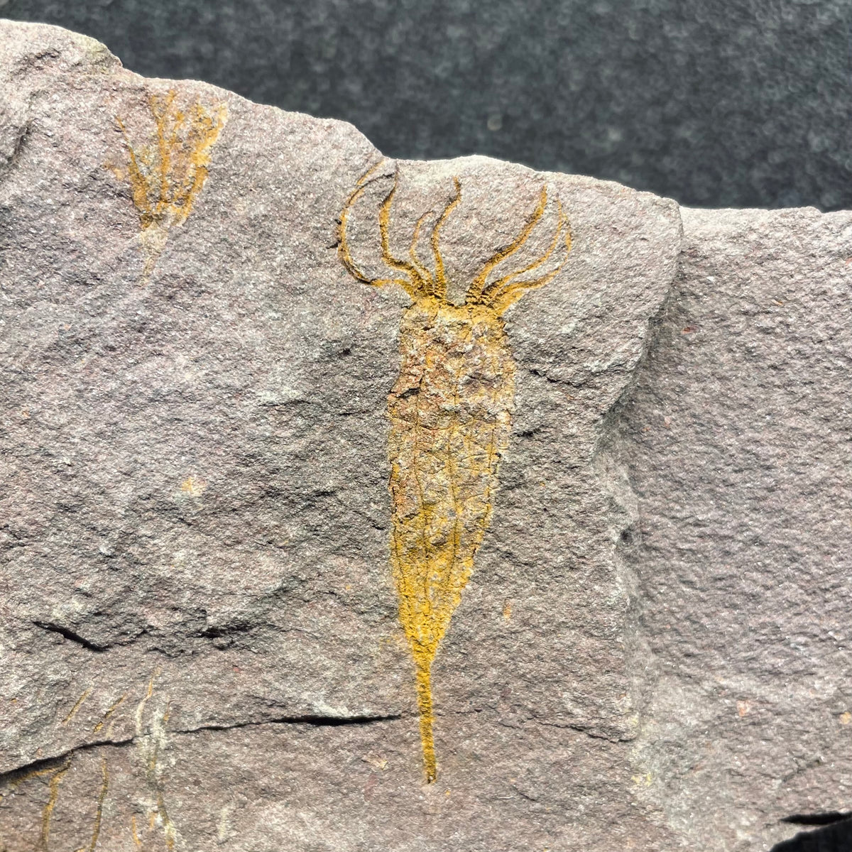 F3119 | Giglio di mare | Ascocystites sp.