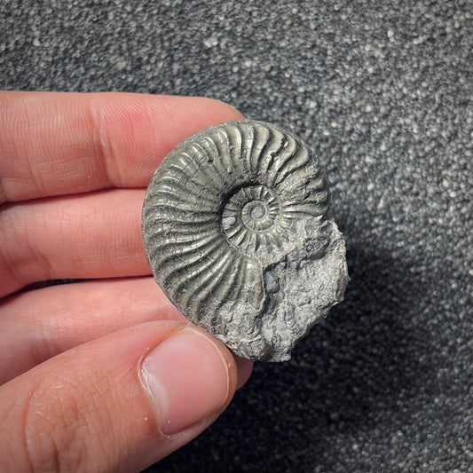 F2545 | Ammonite | Pleydellia sp.