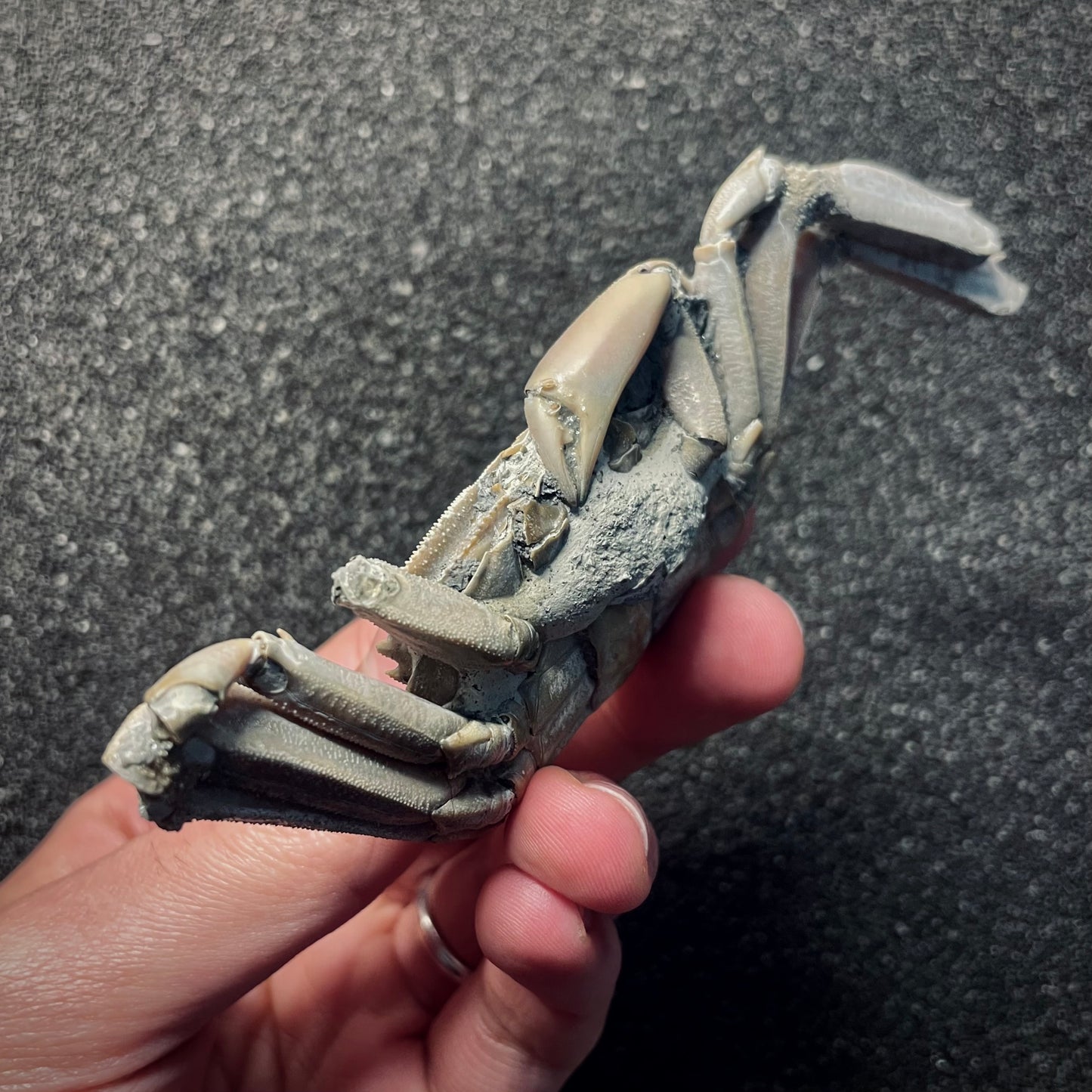 F2147 | Granchio | Macrophthalamus sp.