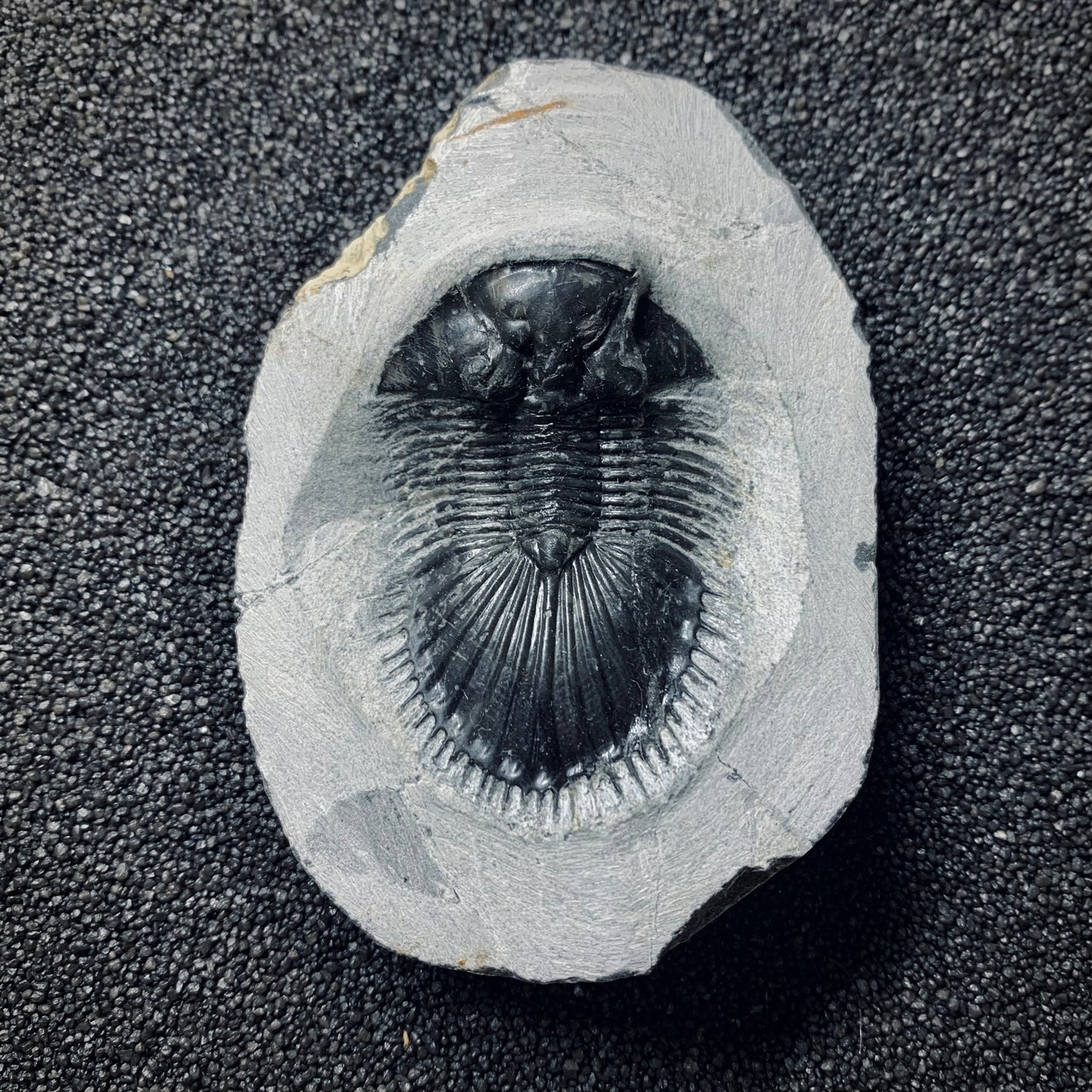 F499 | Trilobite | Thysanopeltis speciosa