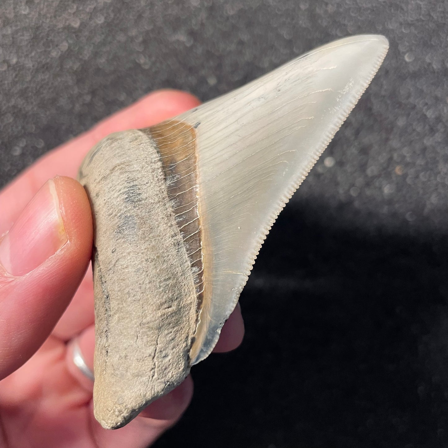 F2413 | RARO | Squalo | Otodus megalodon