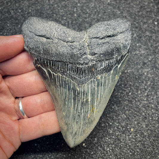 F2631 | Squalo | Otodus megalodon