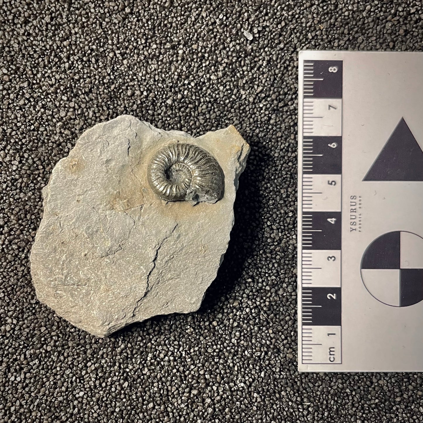 F2169 | Ammonite | Graphoceratidae indet.