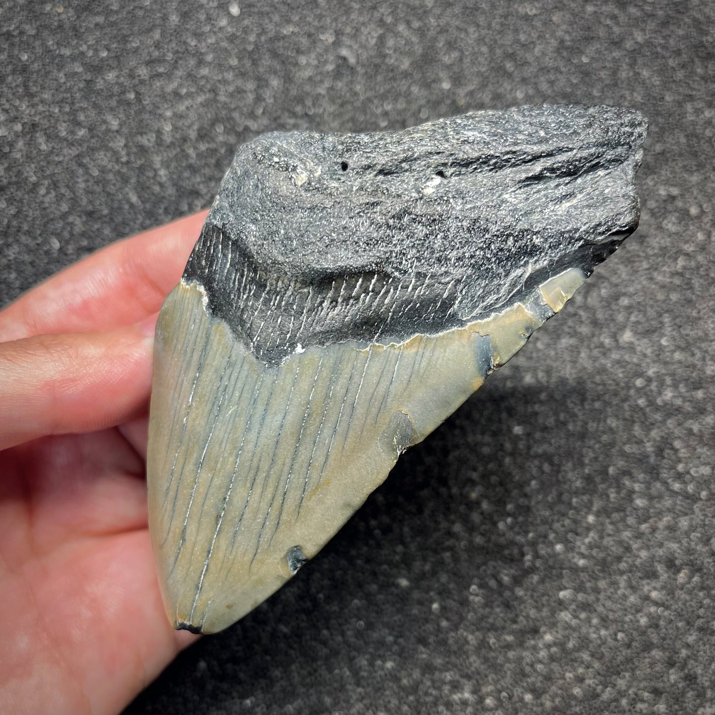 F2917 | Squalo | Otodus megalodon