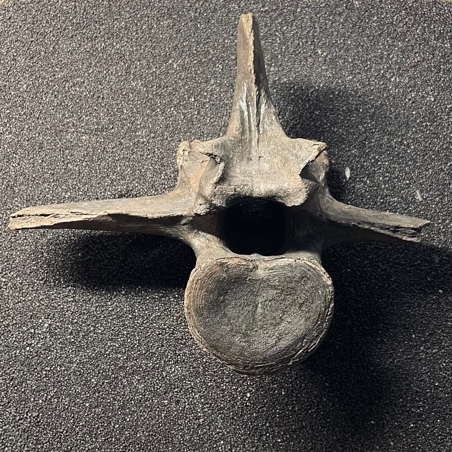 F2448 | Bisonte | Bison sp.