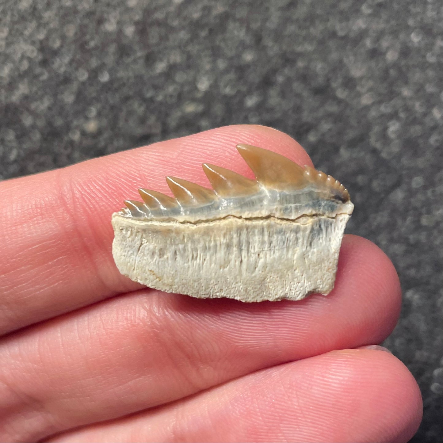 F2308 | RARO | Squalo | Notorynchus kempi