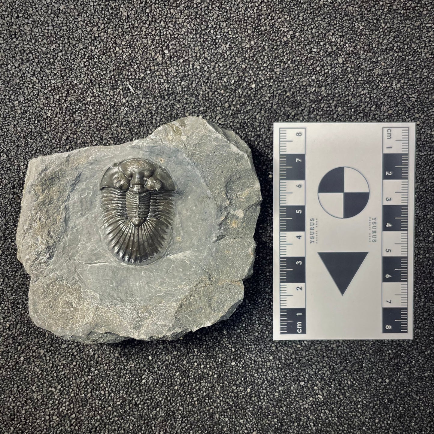 F2616 | Trilobite | Scabriscutellum sp.