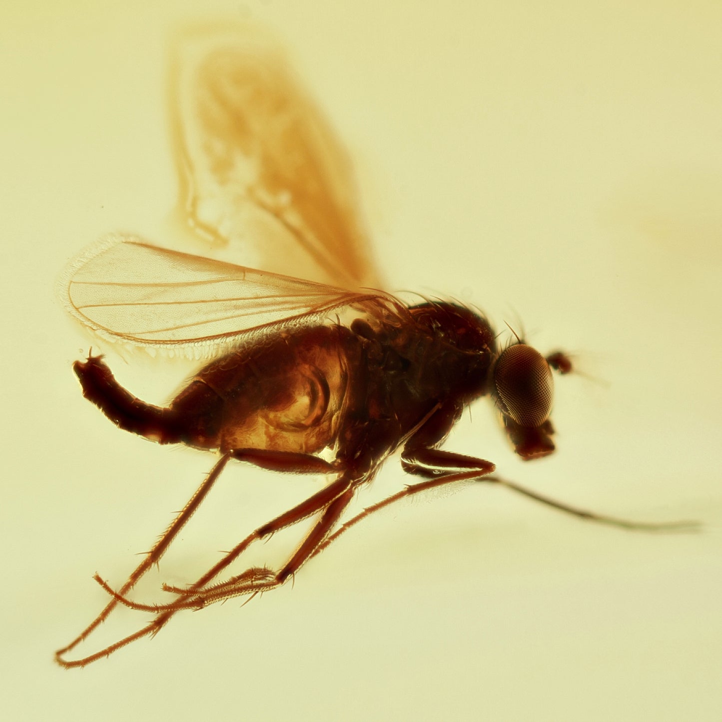 F2858 | Ambra con inclusione | Dolichopodidae indet.