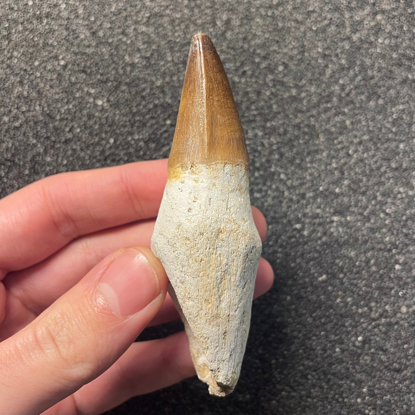 F2286 | Mosasauro | Prognathodon sp.