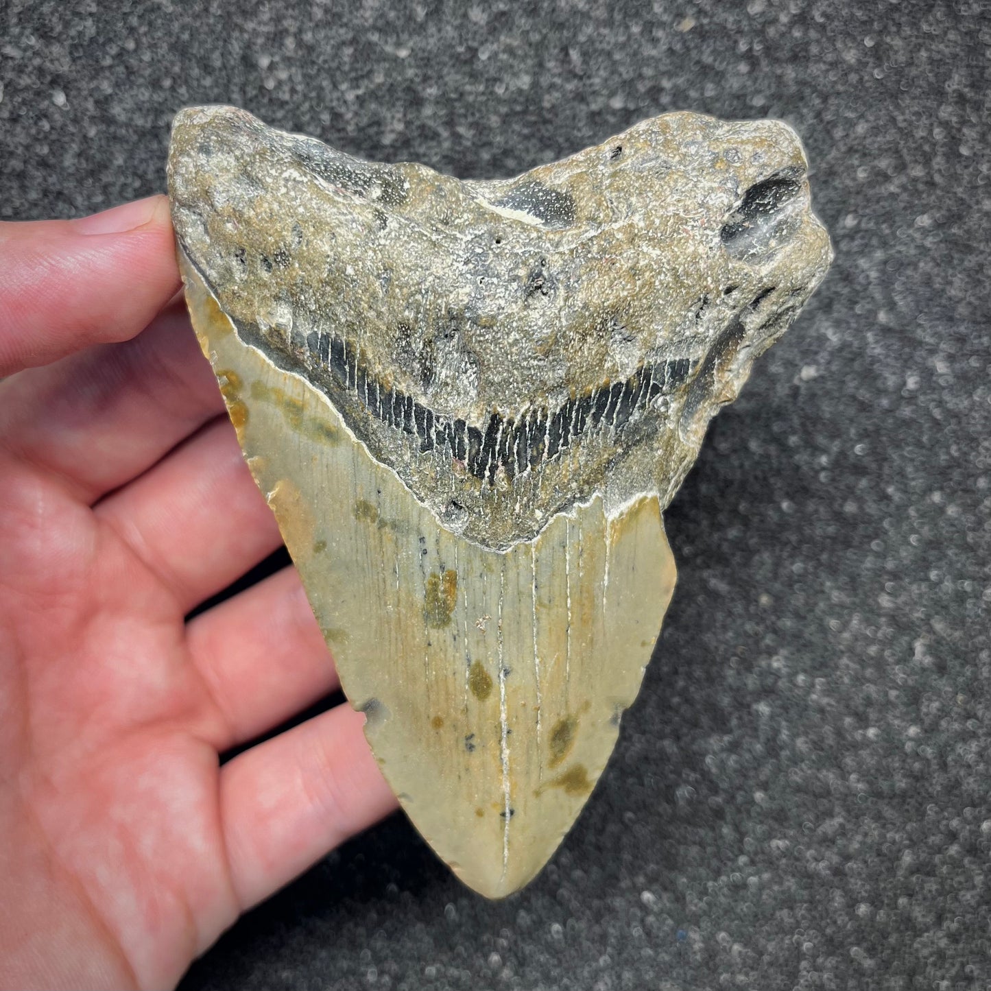F2920 | Squalo | Otodus megalodon