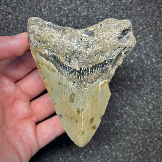F2920 | Squalo | Otodus megalodon