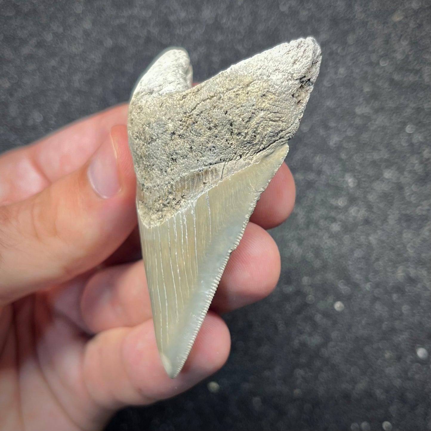 F2865 | RARO | Squalo | Otodus megalodon