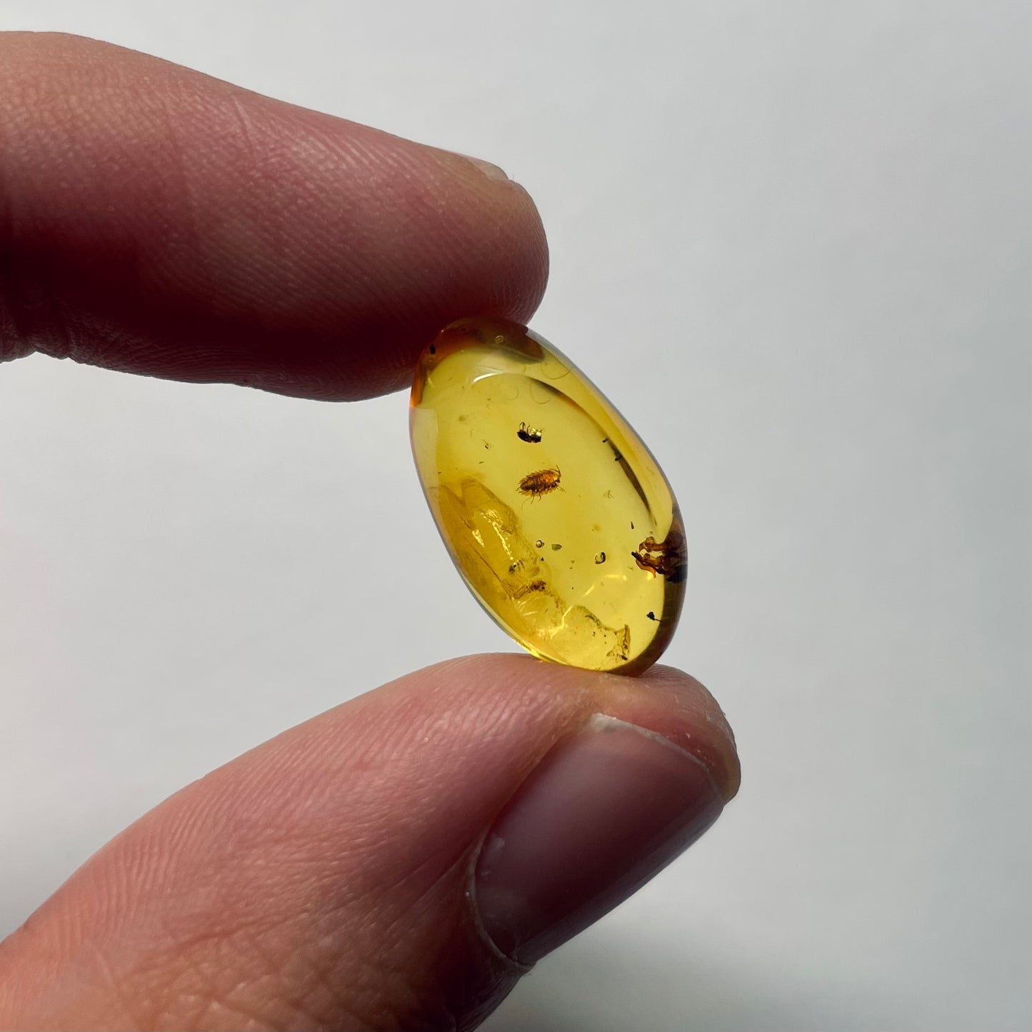 F2076 | Ambra con inclusione | Isopoda indet. & Coleoptera indet.