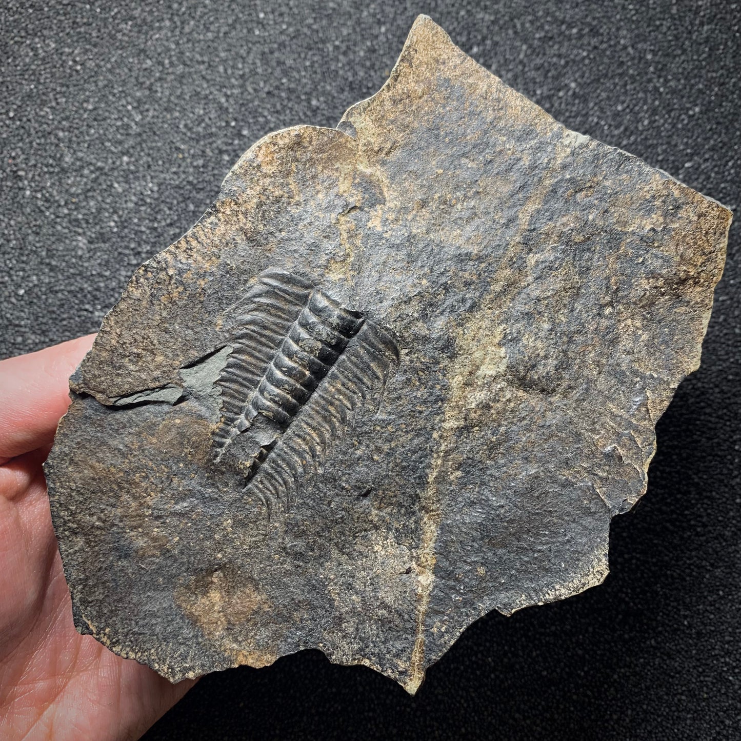 F871 | Trilobite | Paradoxides gracilis