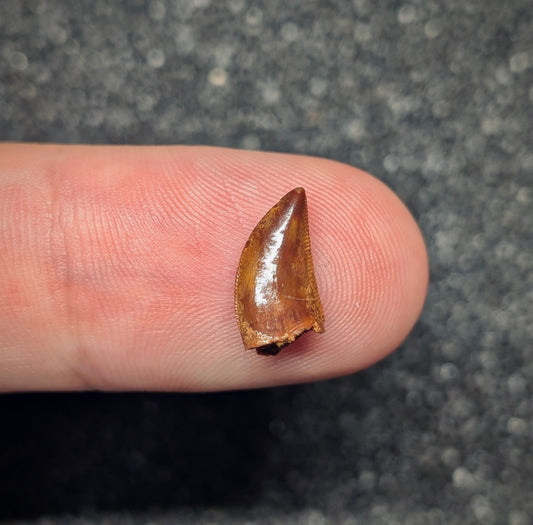 F2789 | Dinosauro | Abelisauridae indet.
