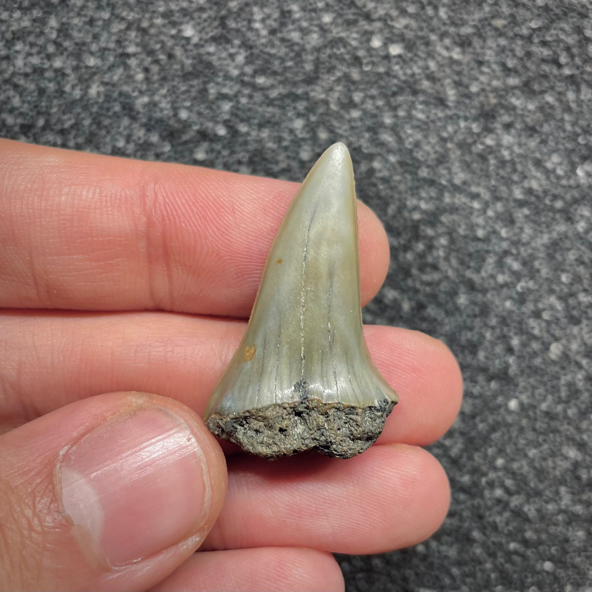 F3041 | Squalo |  Carcharodon subserratus