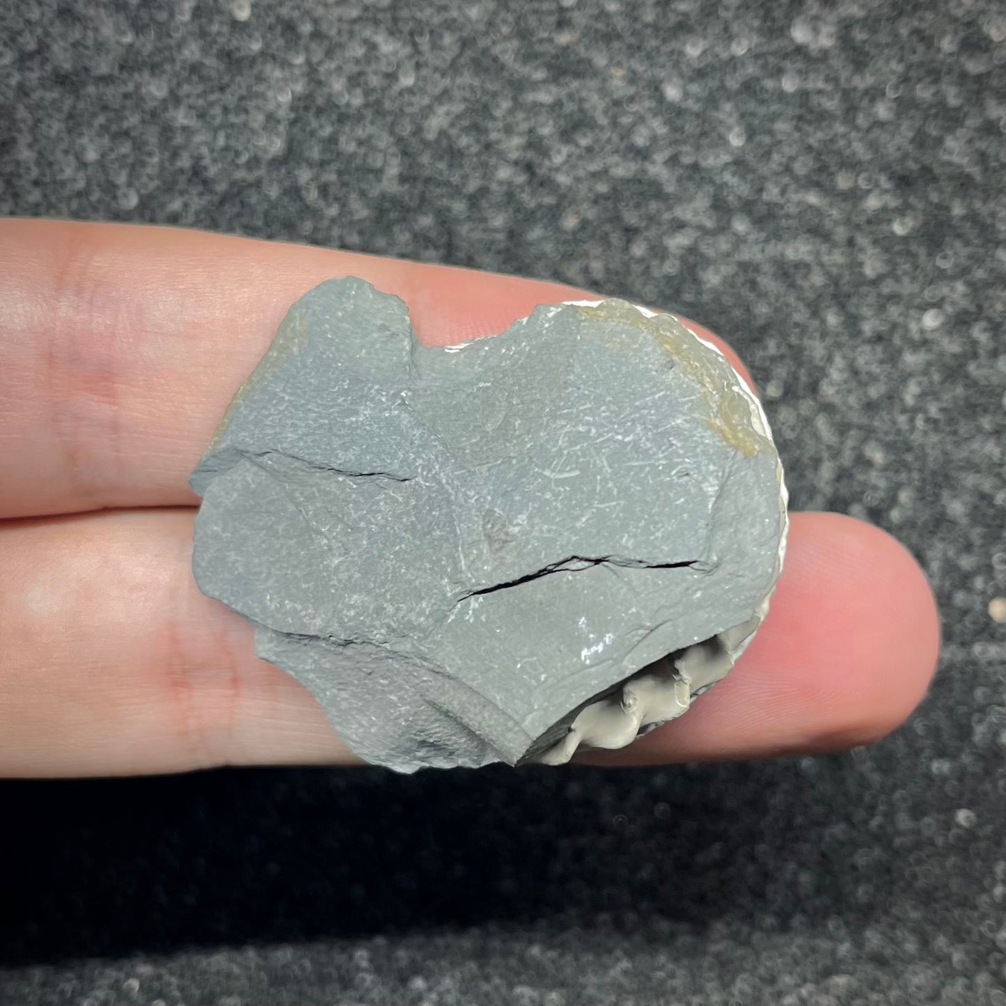 F2905 | Ammonite | Pleuroceras sp.
