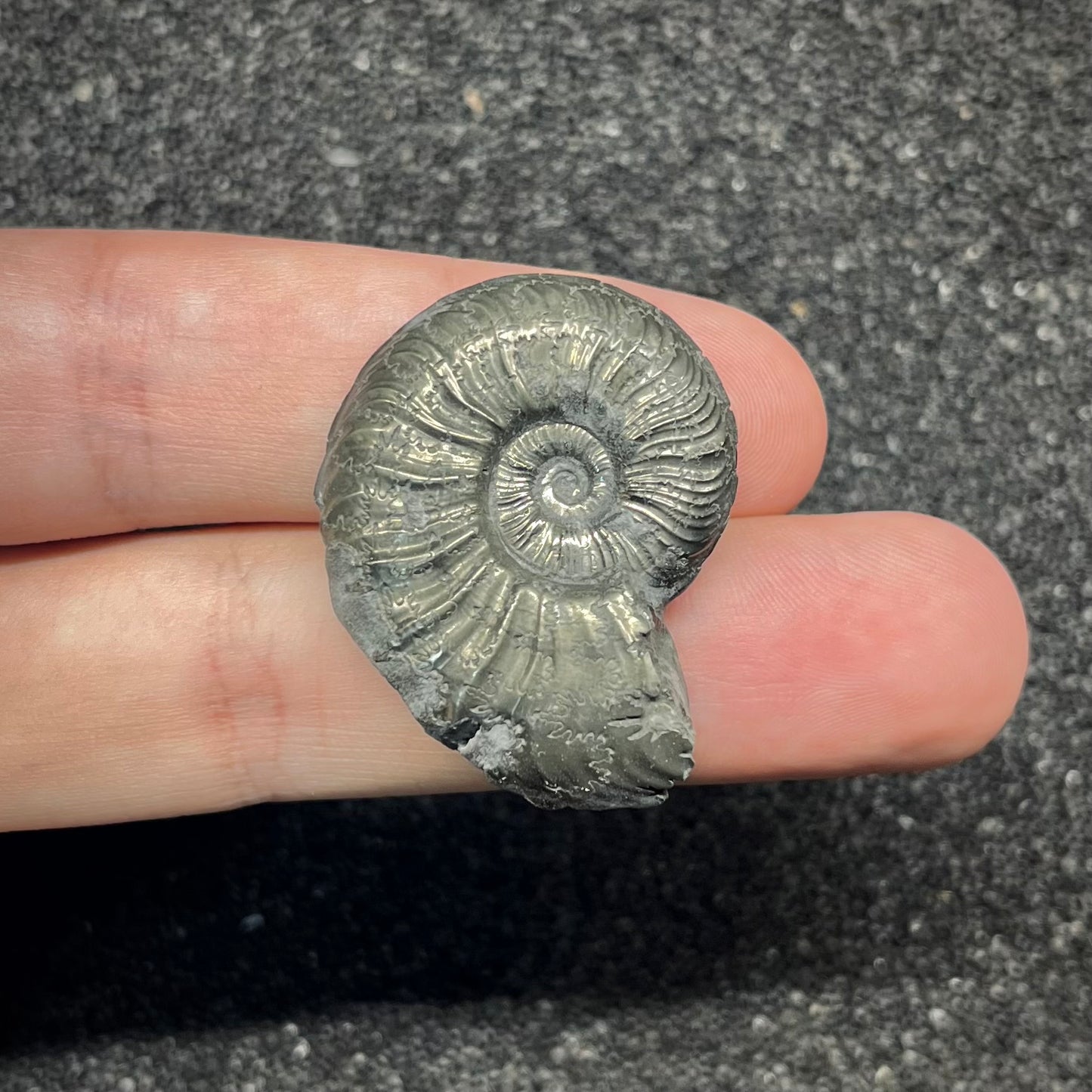 F2886 | Ammonite | Graphoceratidae indet.