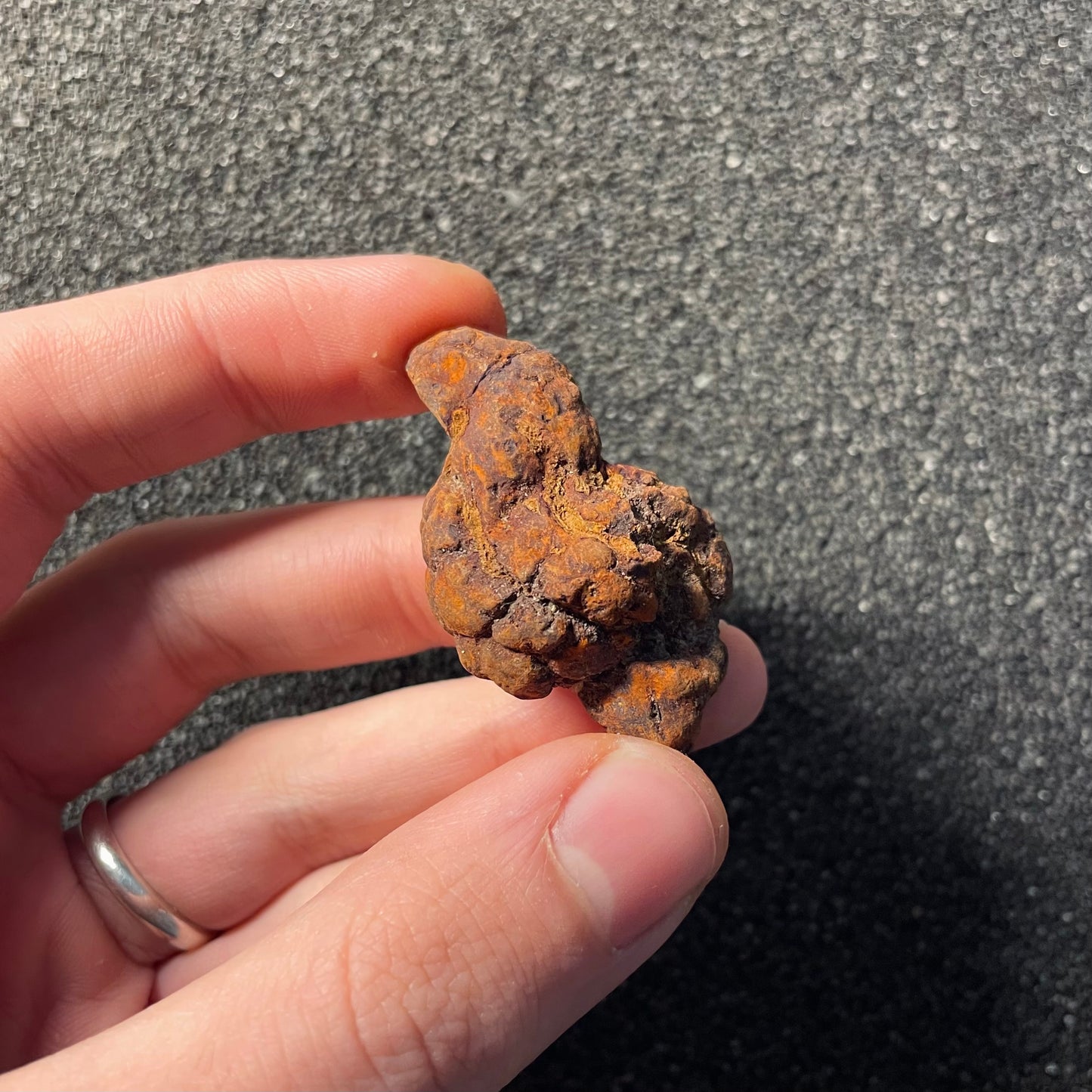 F2458 | Coprolite - Cololite | Testuggine