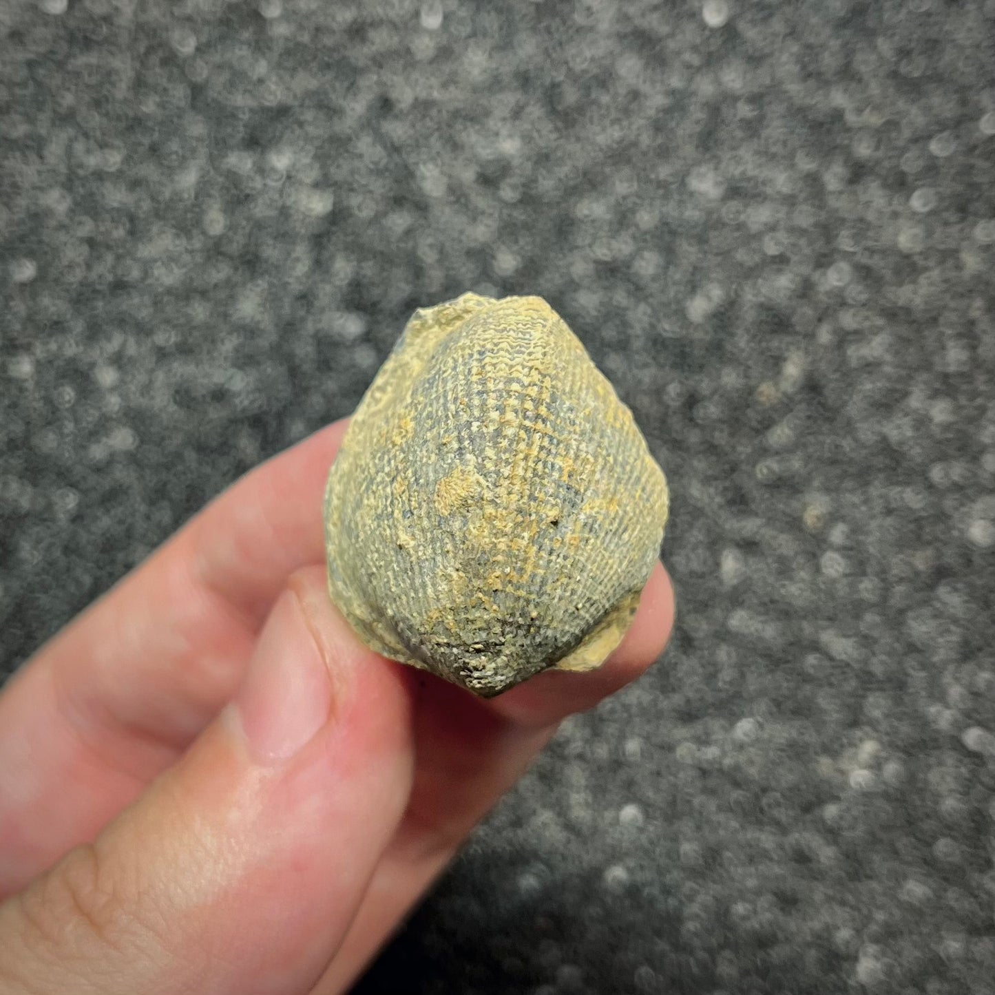 F2947 | Brachiopode | Brachiopoda indet.