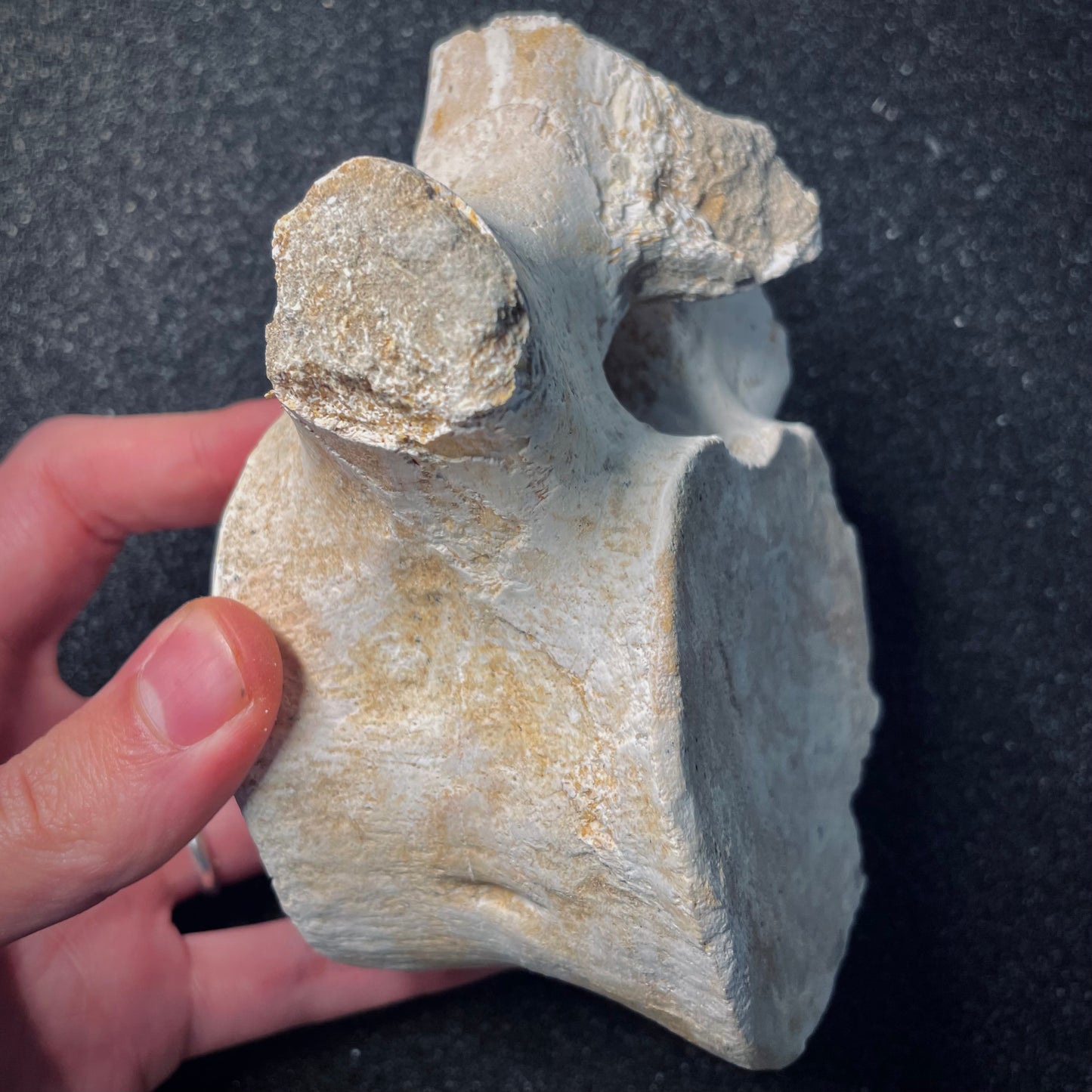 F1867 | Elasmosauro | Zarafasaura oceanis