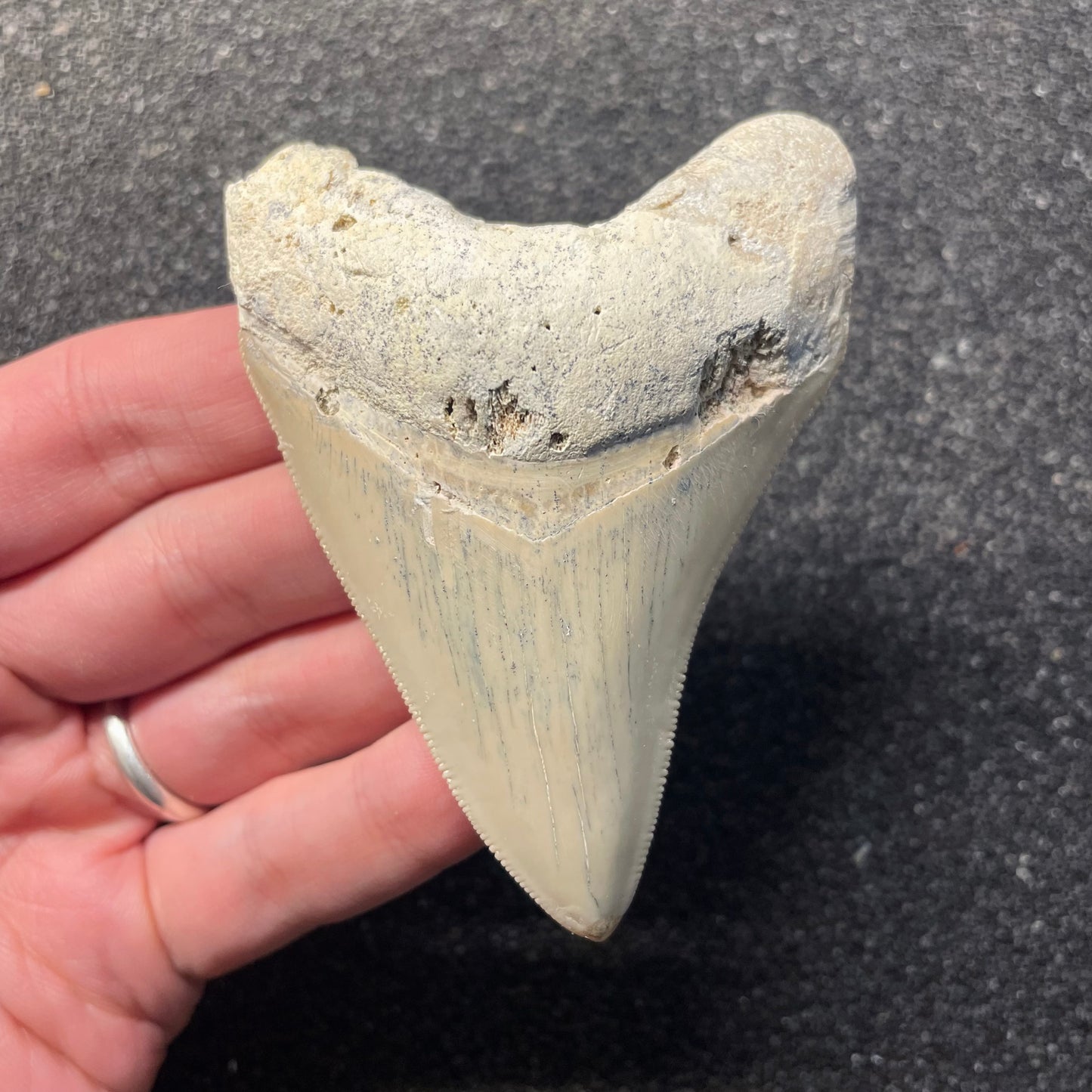 F2435 | RARO | Squalo | Otodus megalodon