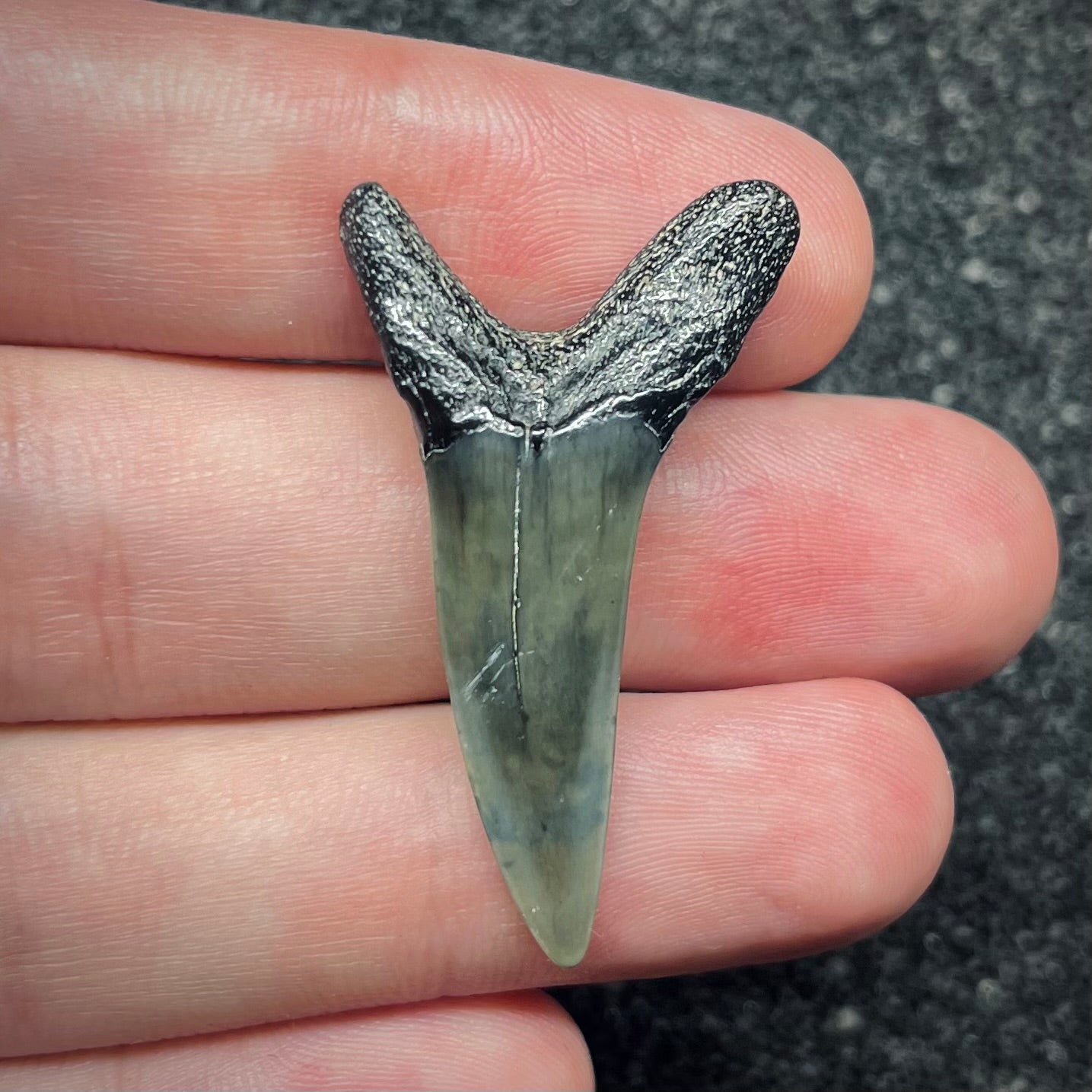 F2736 | Squalo | Odontaspididae indet.