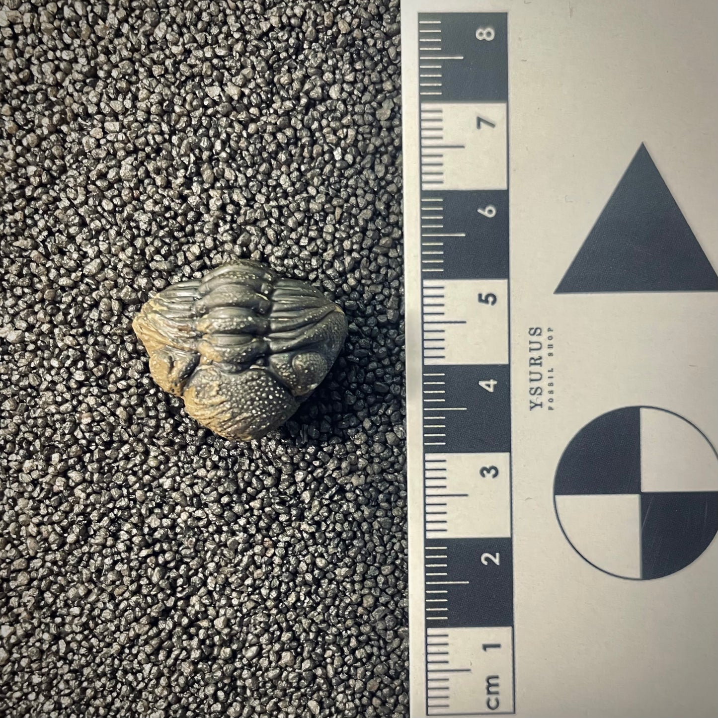 F2602 | Trilobite | Phacopidae indet.