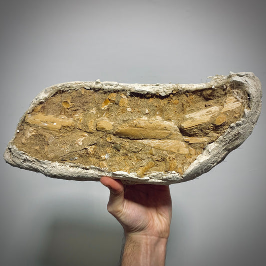 FNP11 | Fossile da preparare | Mosasauro | Prognathodon sp.