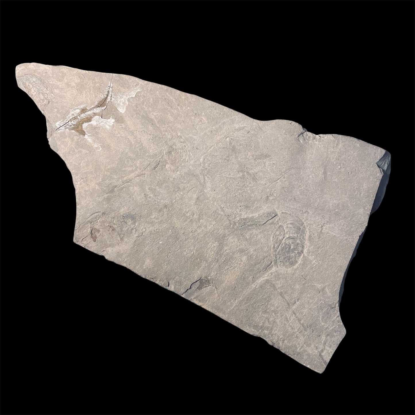 F2401 | Belemnite | Belemnoidea indet.