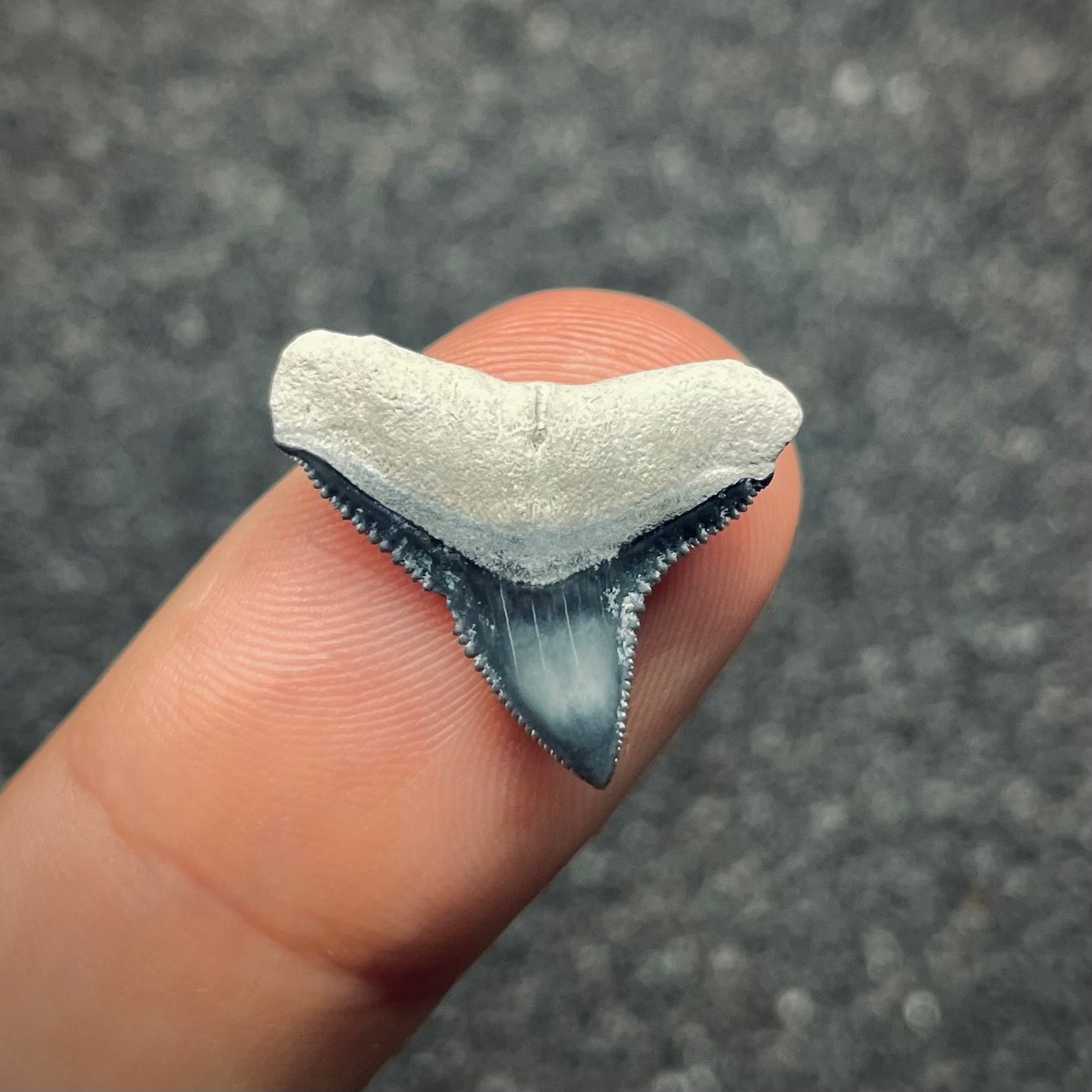F2646 | Squalo | Carcharhinus sp.