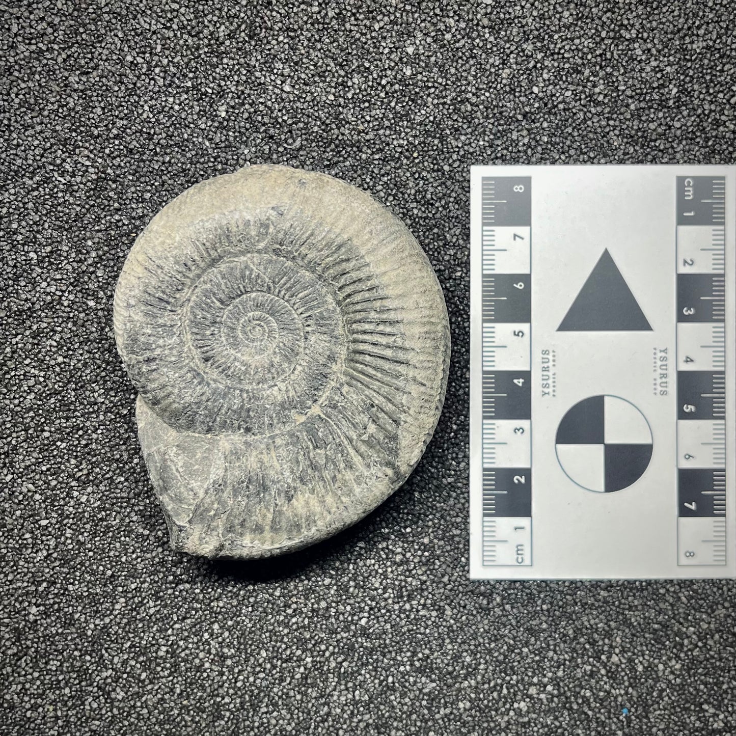 F2910 | Ammonite | Perisphinctidae indet.