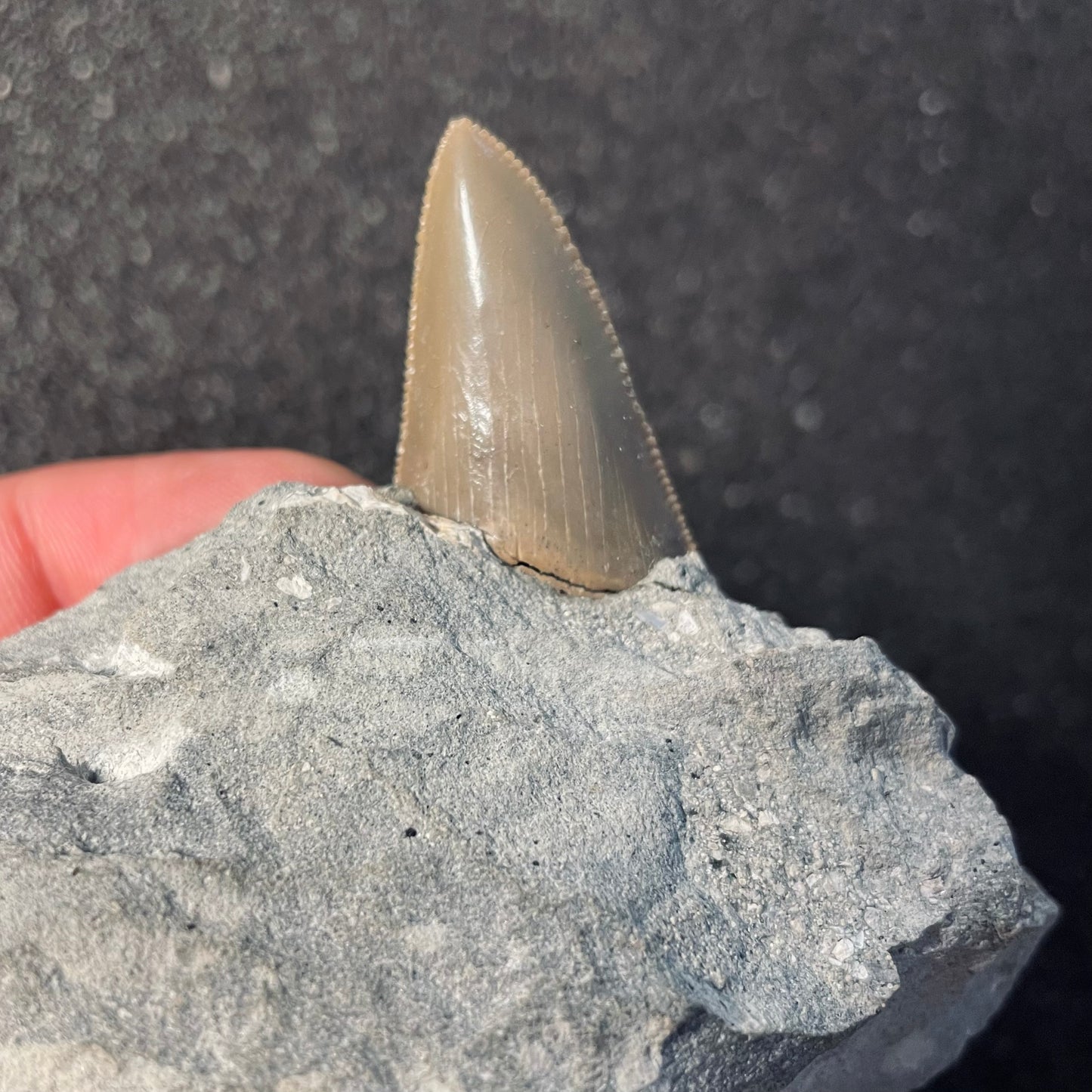 F2326 | RARO | Squalo | Otodus angustidens & Carcharhinidae indet.